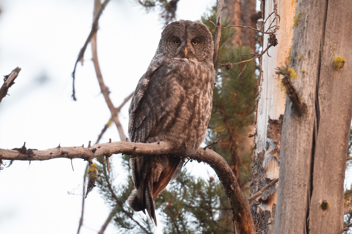 Great Gray Owl - ML622982364