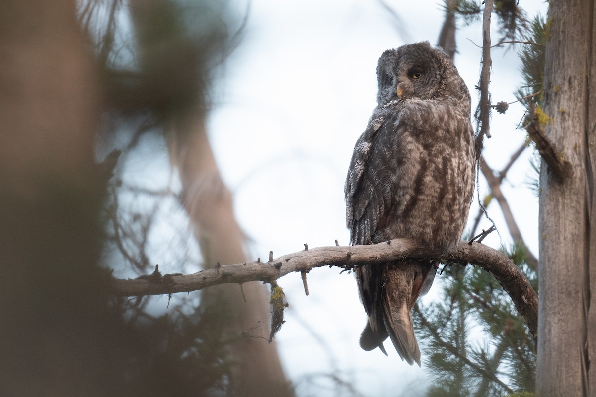 Great Gray Owl - ML622982365