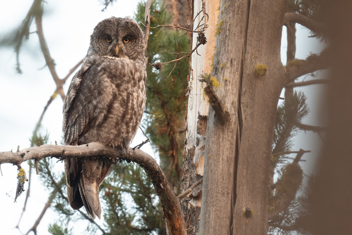 Great Gray Owl - ML622982366