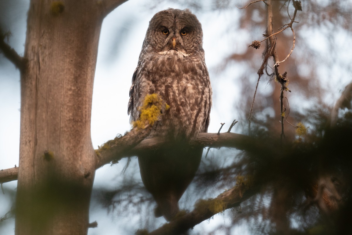 Great Gray Owl - ML622982369