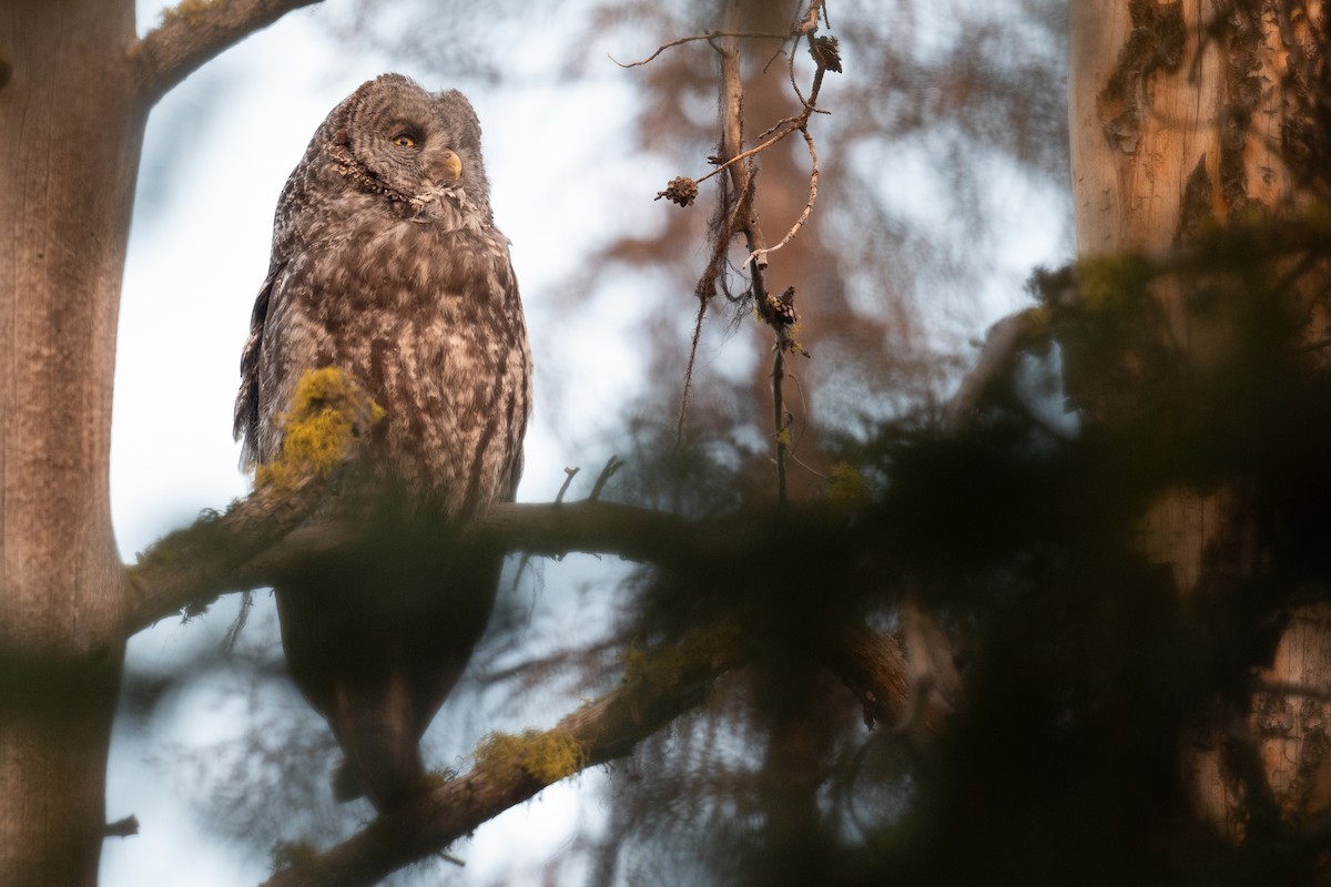 Great Gray Owl - ML622982370