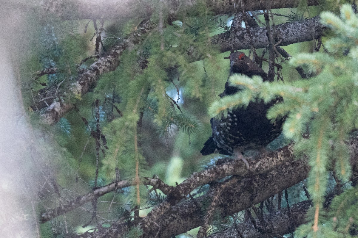 Spruce Grouse (Franklin's) - ML622982389