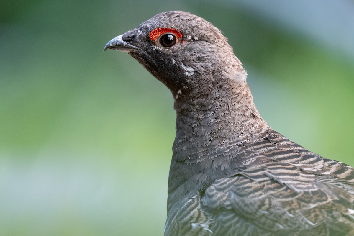 Spruce Grouse (Franklin's) - ML622982392