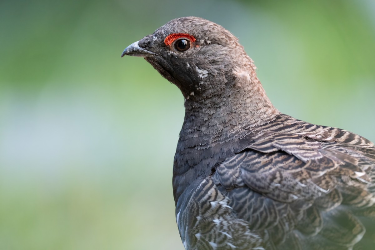 Spruce Grouse (Franklin's) - ML622982393