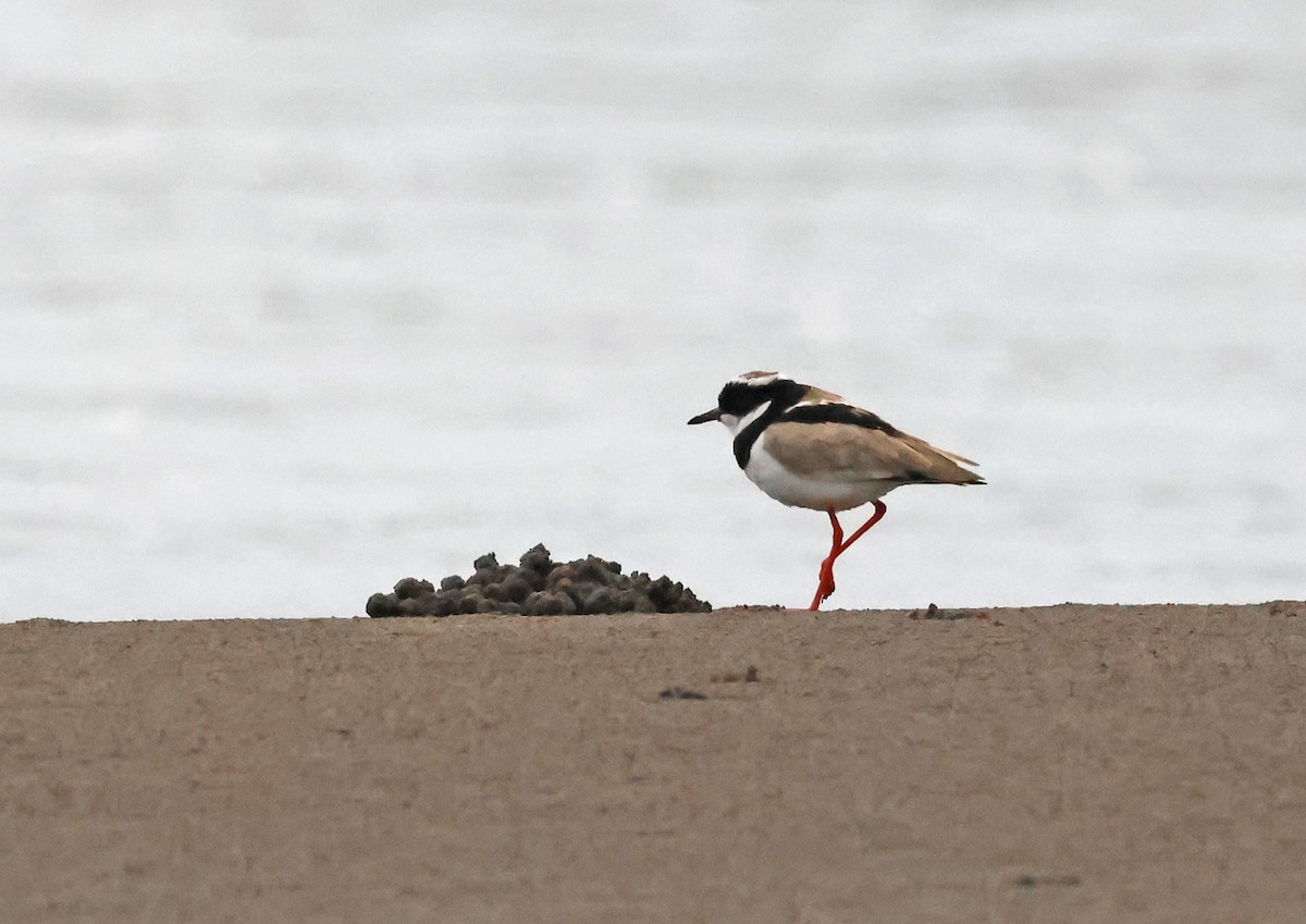 Pied Plover - ML622982441