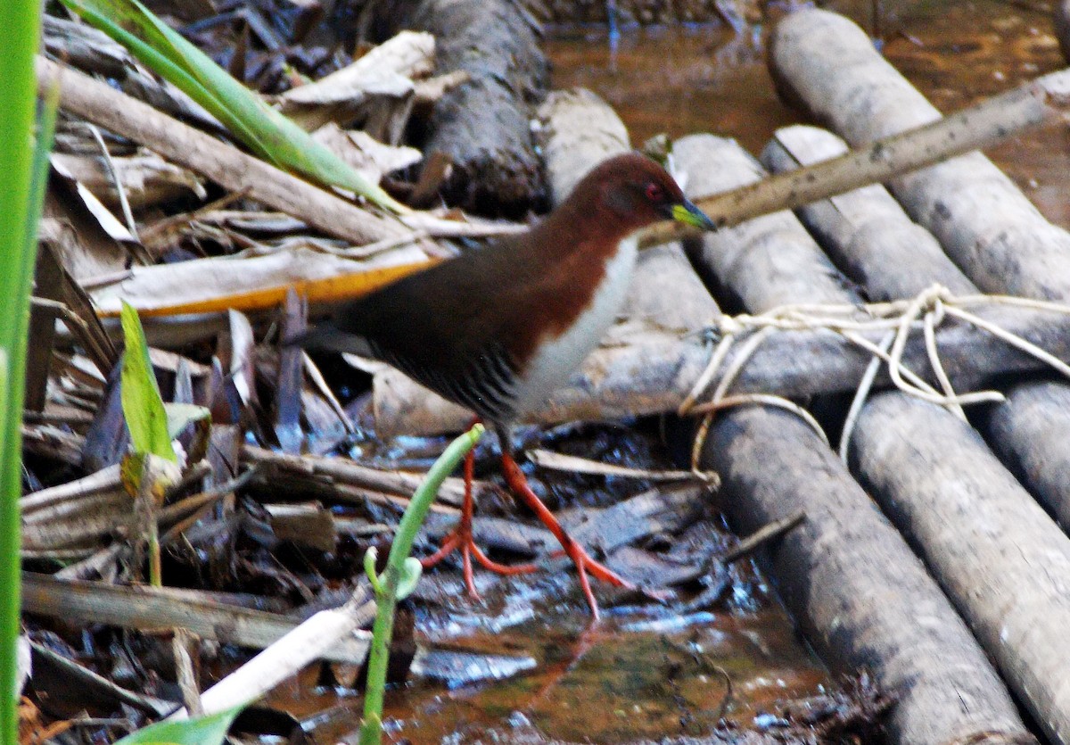 Red-and-white Crake - ML622982588