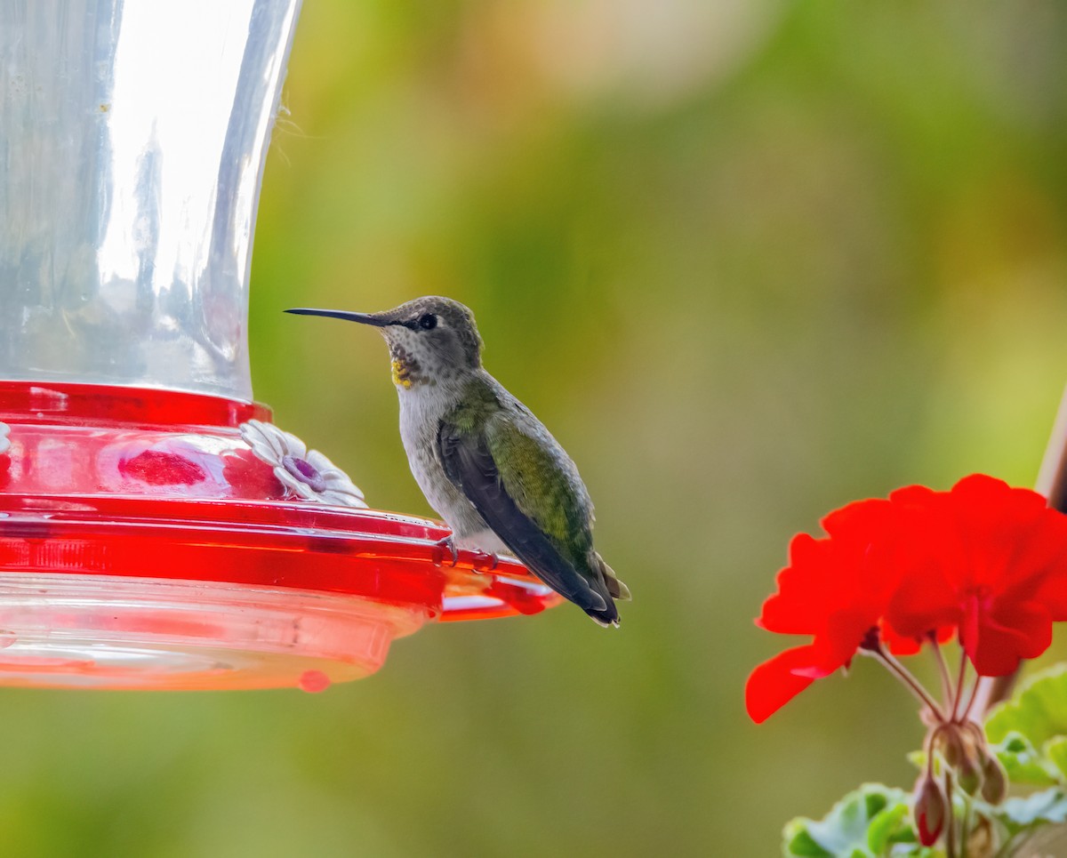 Anna's Hummingbird - ML622982758