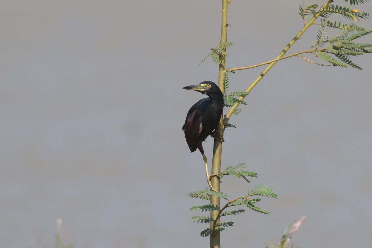 Rufous-bellied Heron - ML622982770