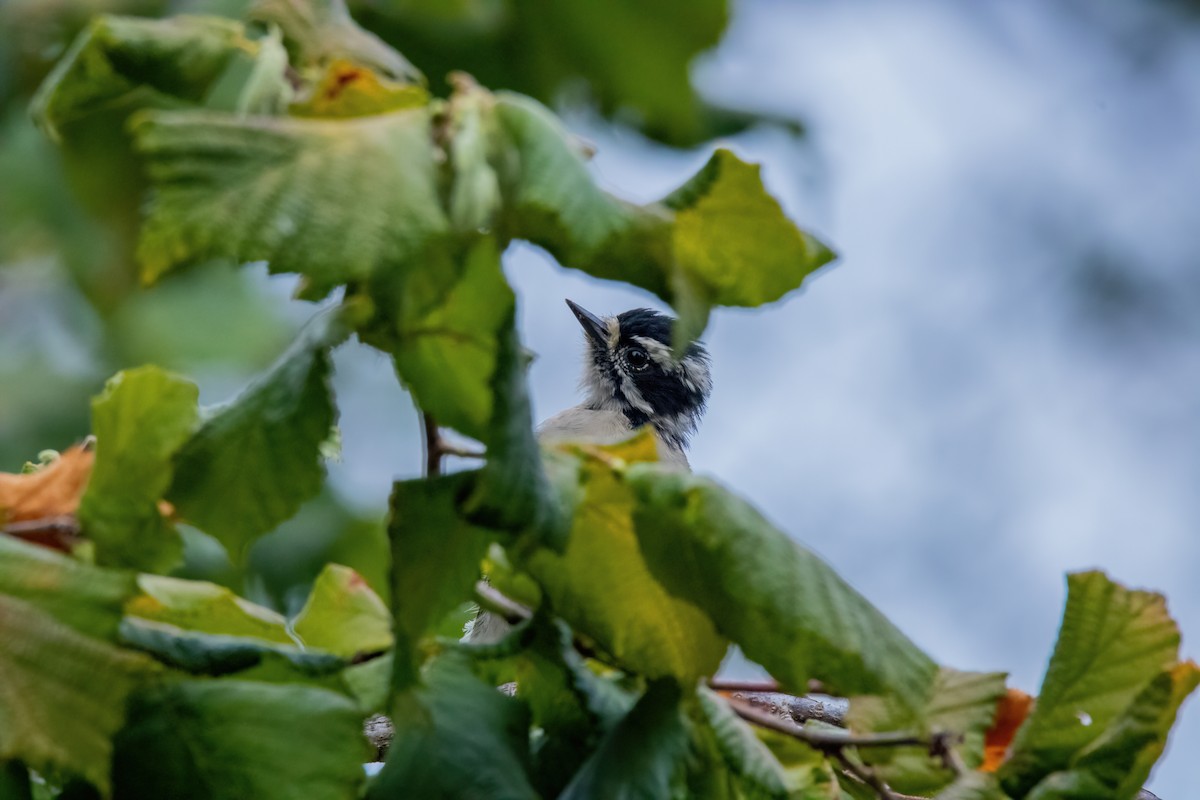 Downy Woodpecker (Pacific) - ML622982791