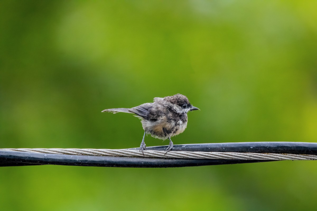 Black-capped Chickadee - ML622982795