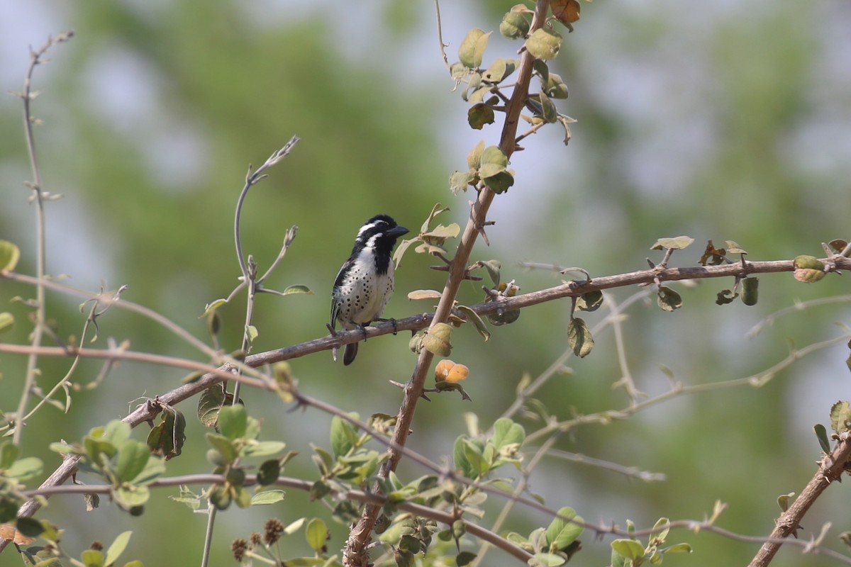 Tränenbartvogel - ML622982797