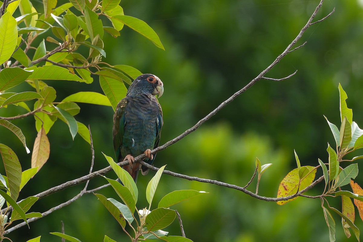 White-crowned Parrot - ML622982801