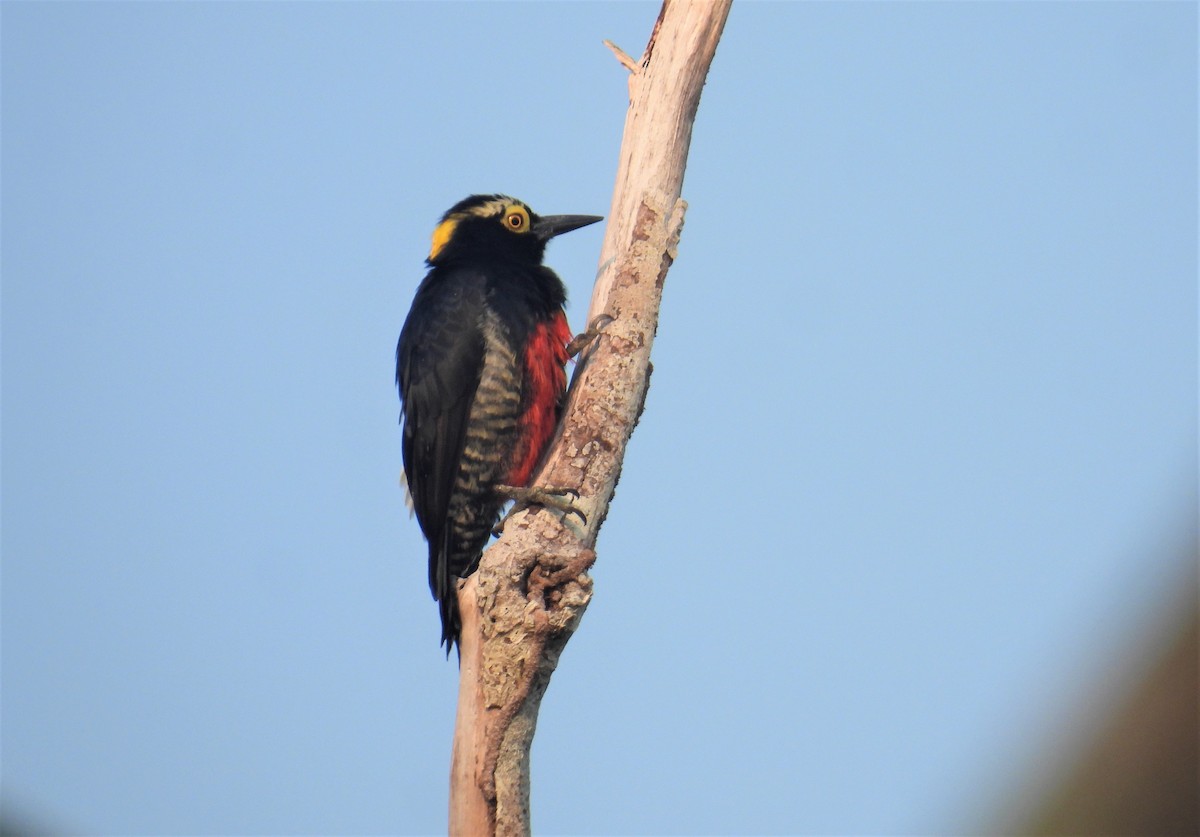 Yellow-tufted Woodpecker - vicky meissner