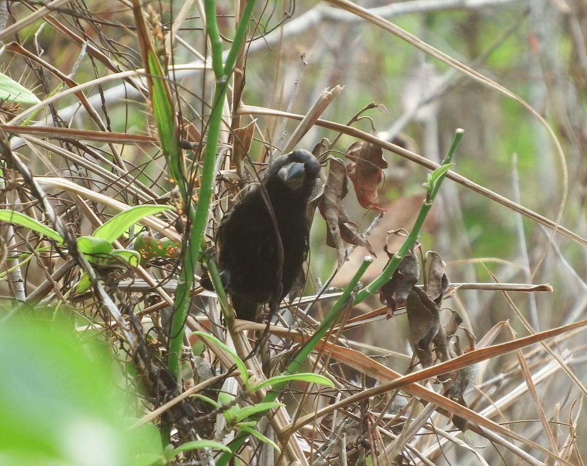 Thick-billed Seed-Finch - ML622982927