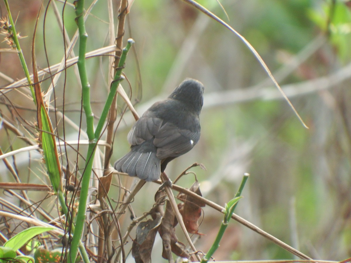 Thick-billed Seed-Finch - ML622982936