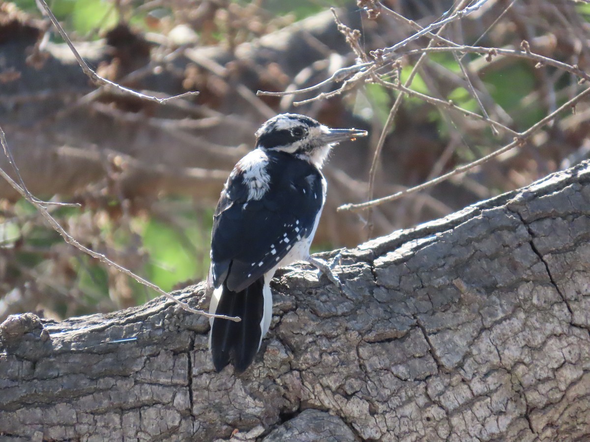 Hairy Woodpecker - ML622982946