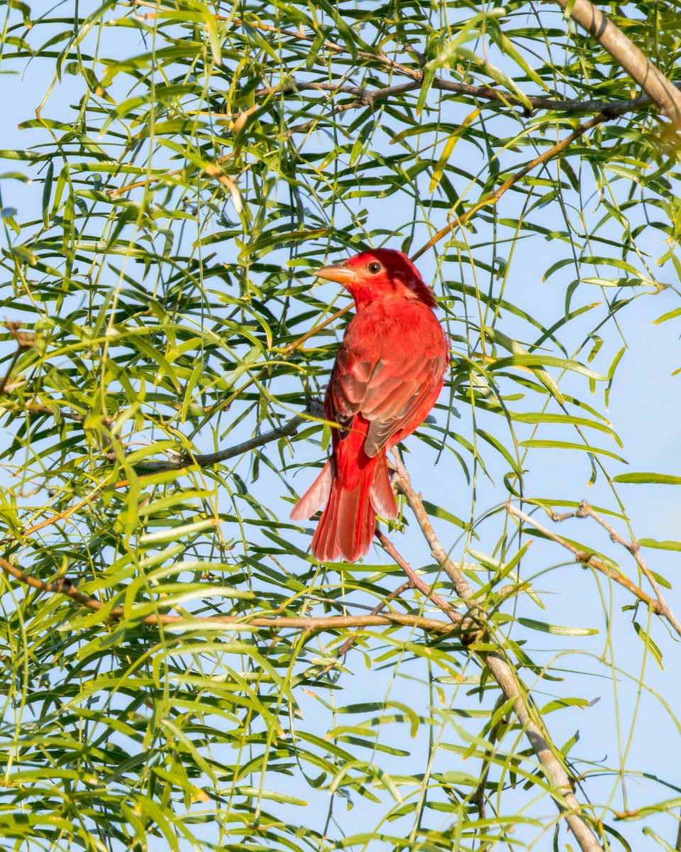 Summer Tanager - ML622983006