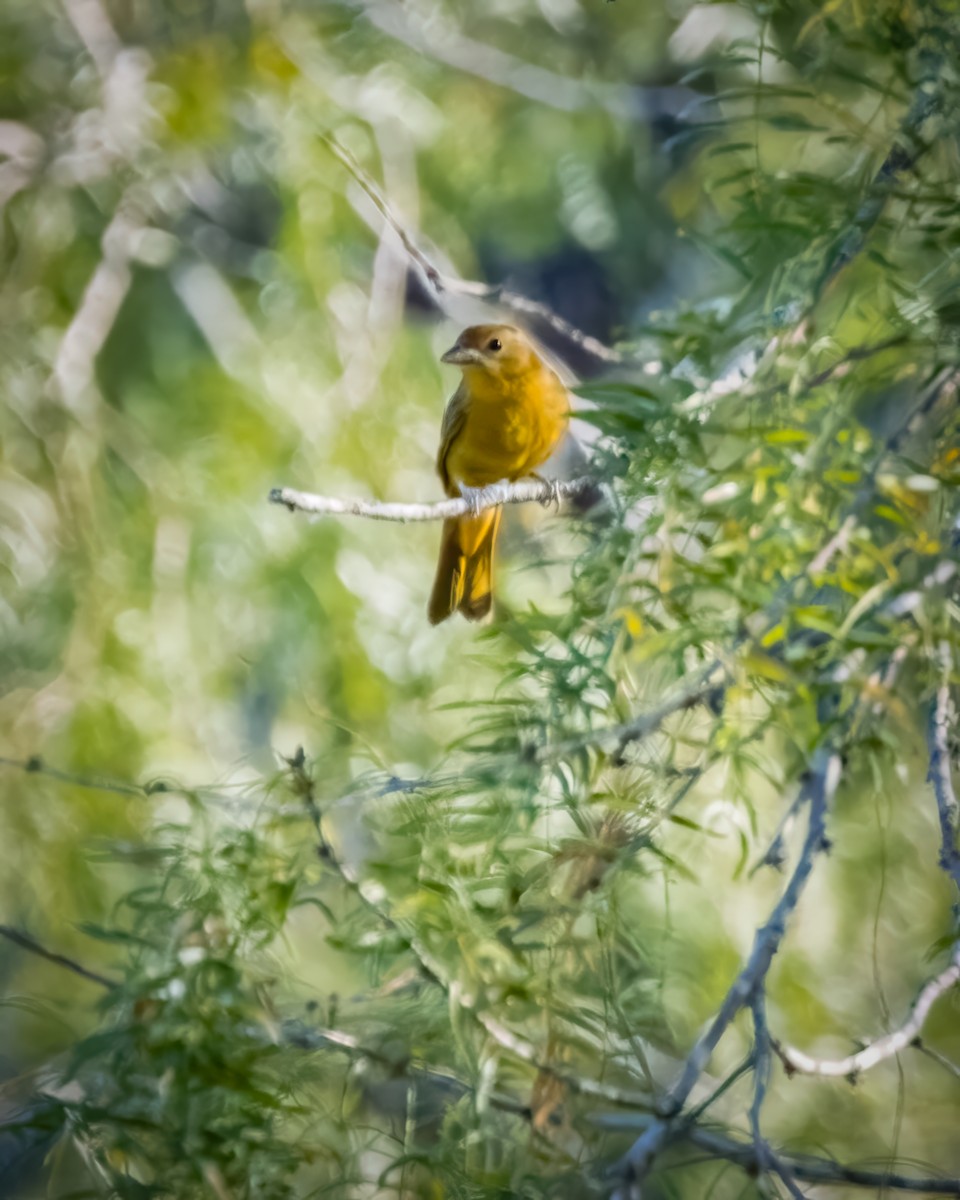 Summer Tanager - ML622983010