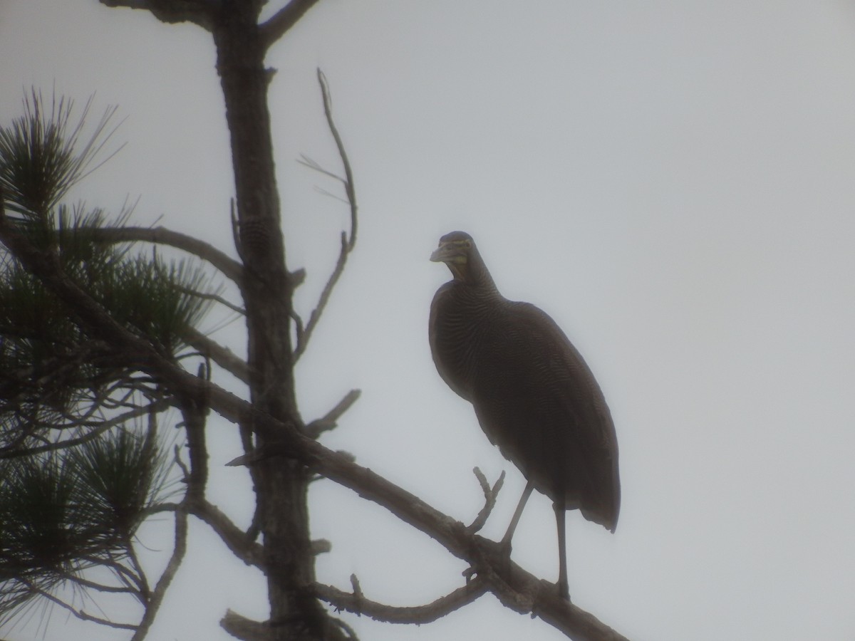 Bare-throated Tiger-Heron - ML622983092