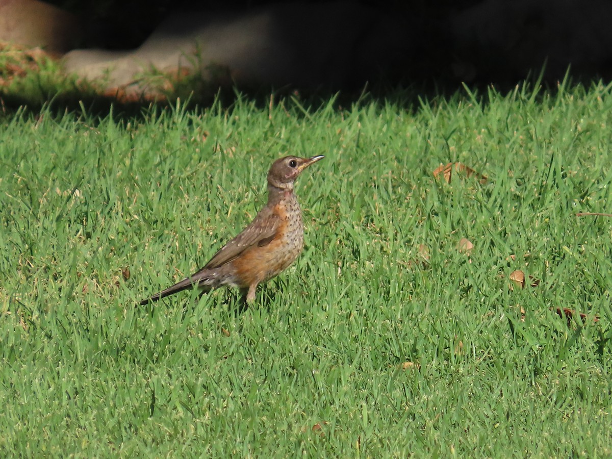 American Robin - ML622983113