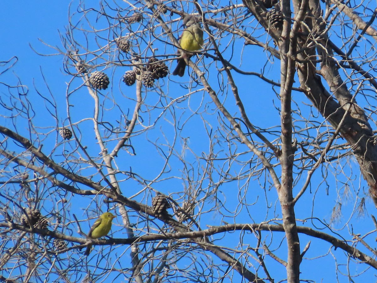 Western Tanager - ML622983138
