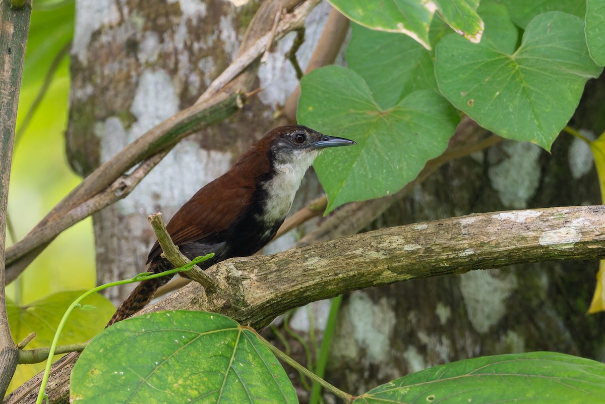 Black-bellied Wren - ML622983142