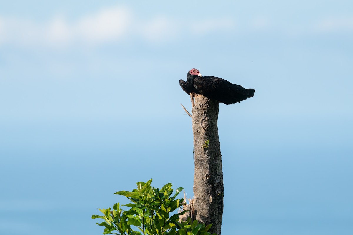Turkey Vulture - ML622983145
