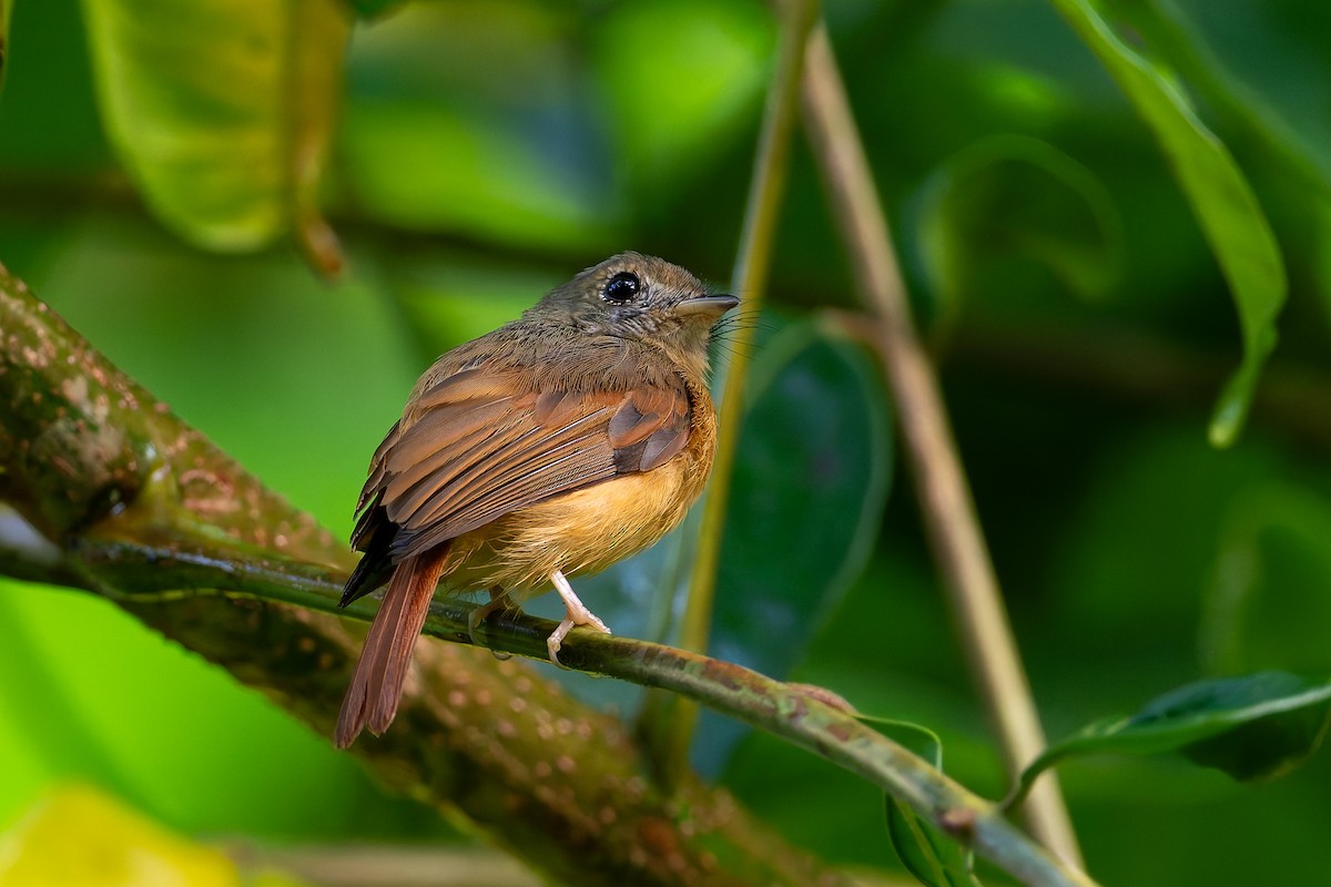 Ruddy-tailed Flycatcher - ML622983182