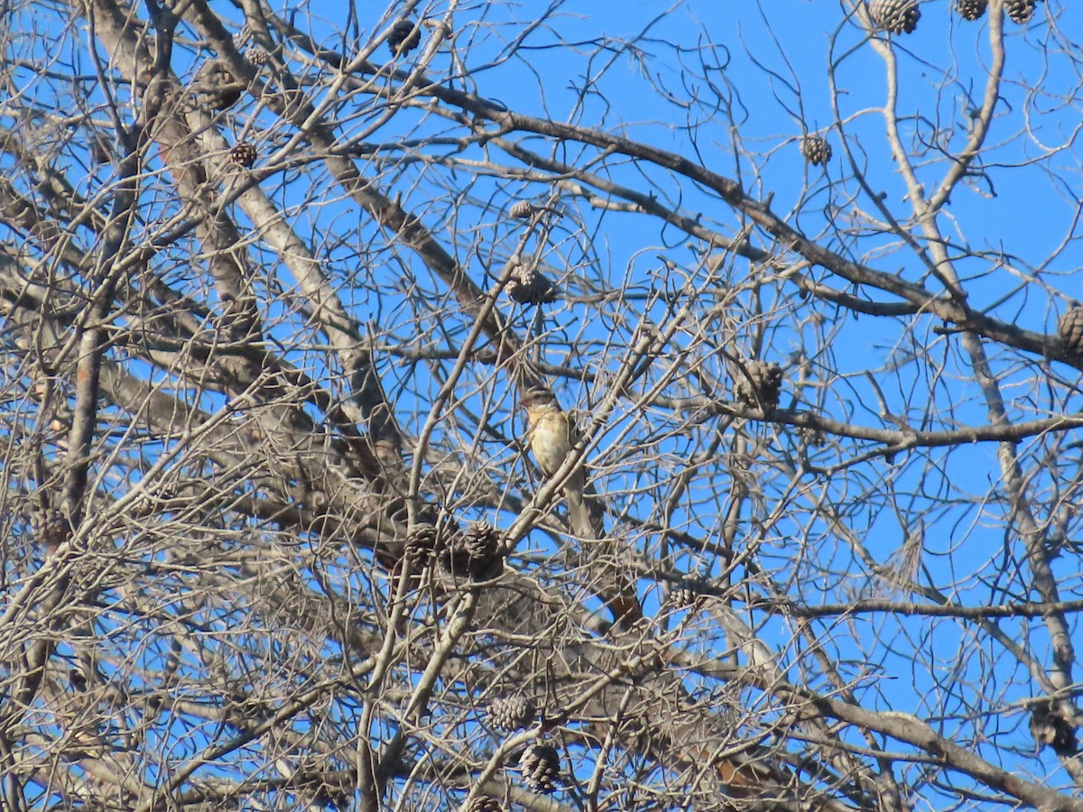 Black-headed Grosbeak - ML622983209