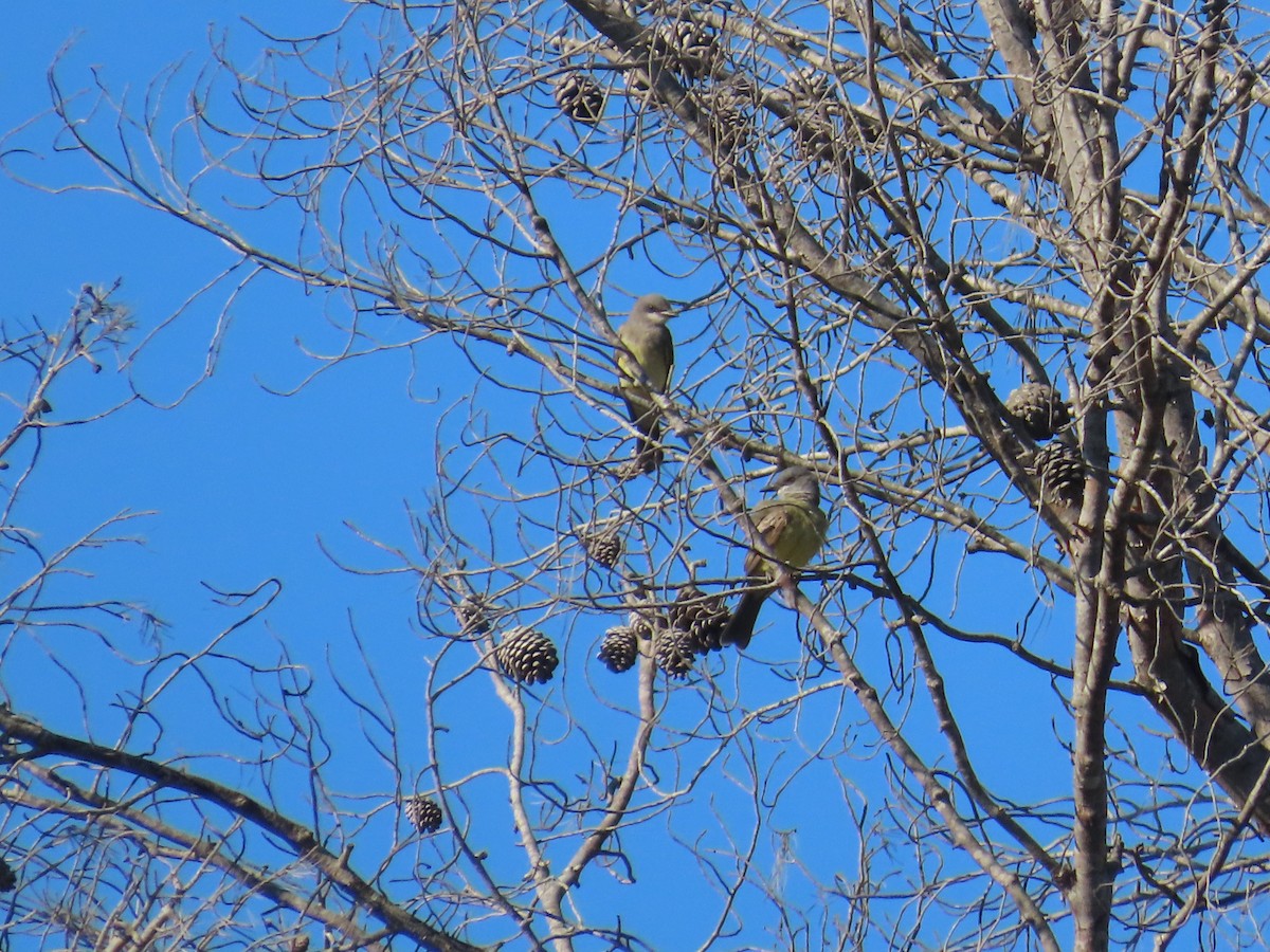 Cassin's Kingbird - ML622983281