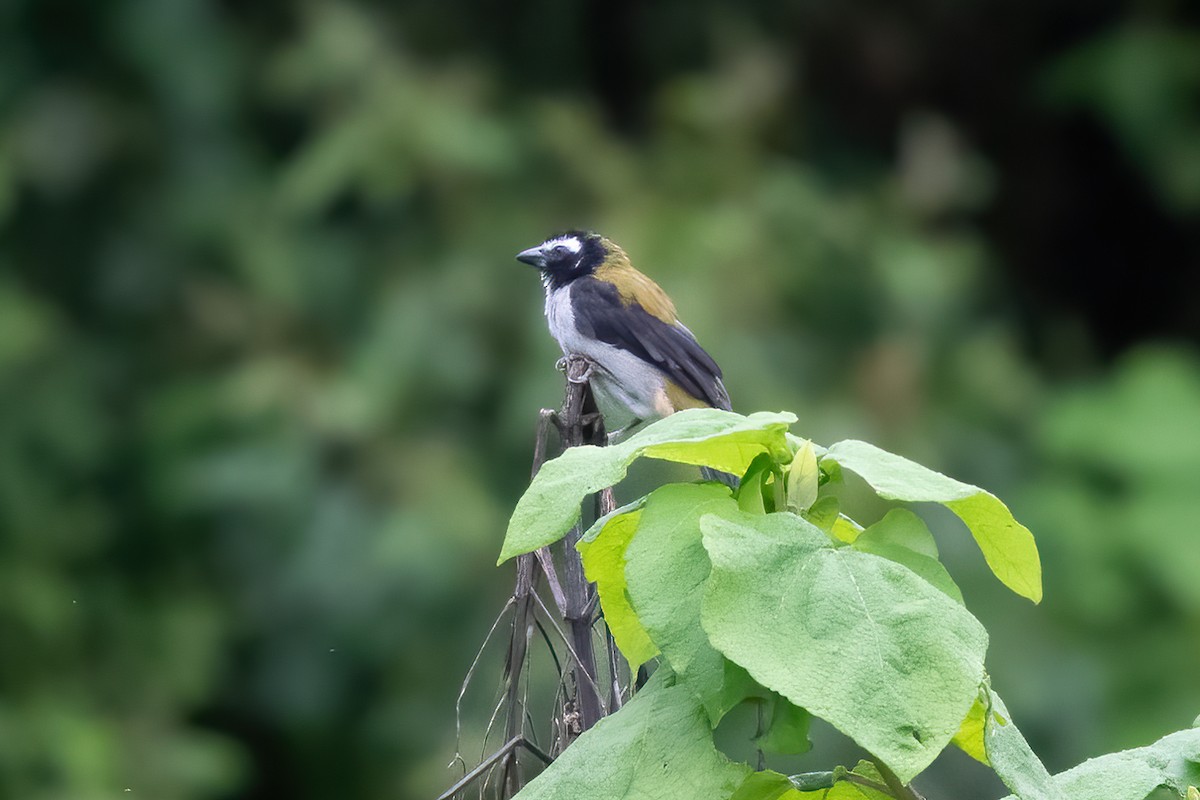 Black-winged Saltator - ML622983299