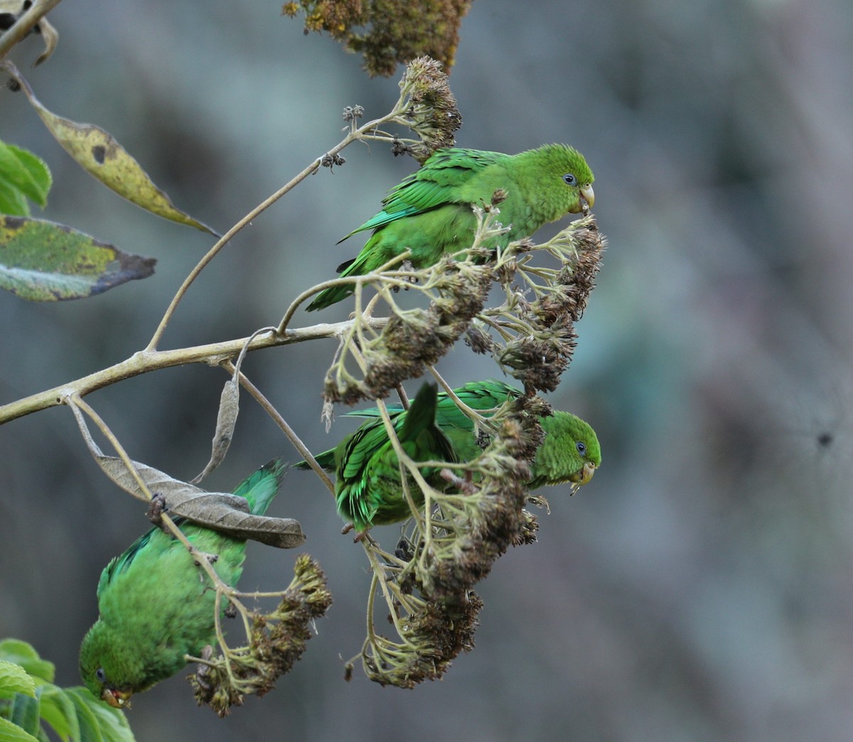 Andean Parakeet - ML622983405