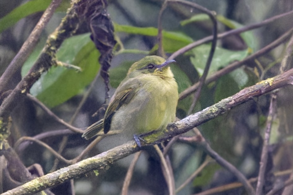 Olive-faced Flatbill - ML622983418