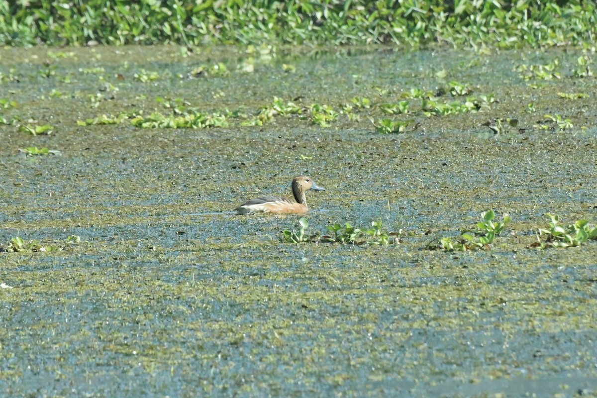 Fulvous Whistling-Duck - ML622983439