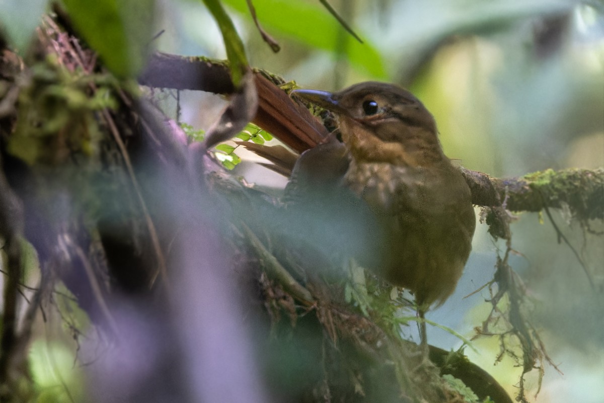 Rufous-rumped Foliage-gleaner - ML622983443