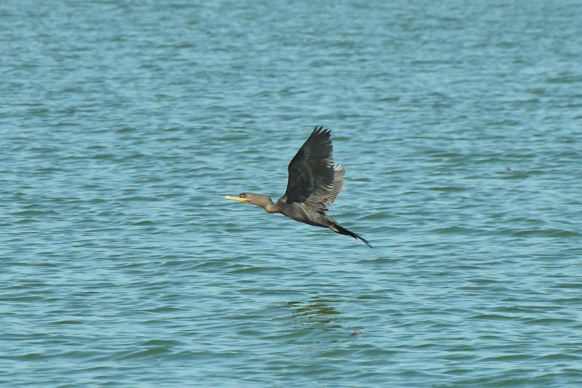 Neotropic Cormorant - ML622983446