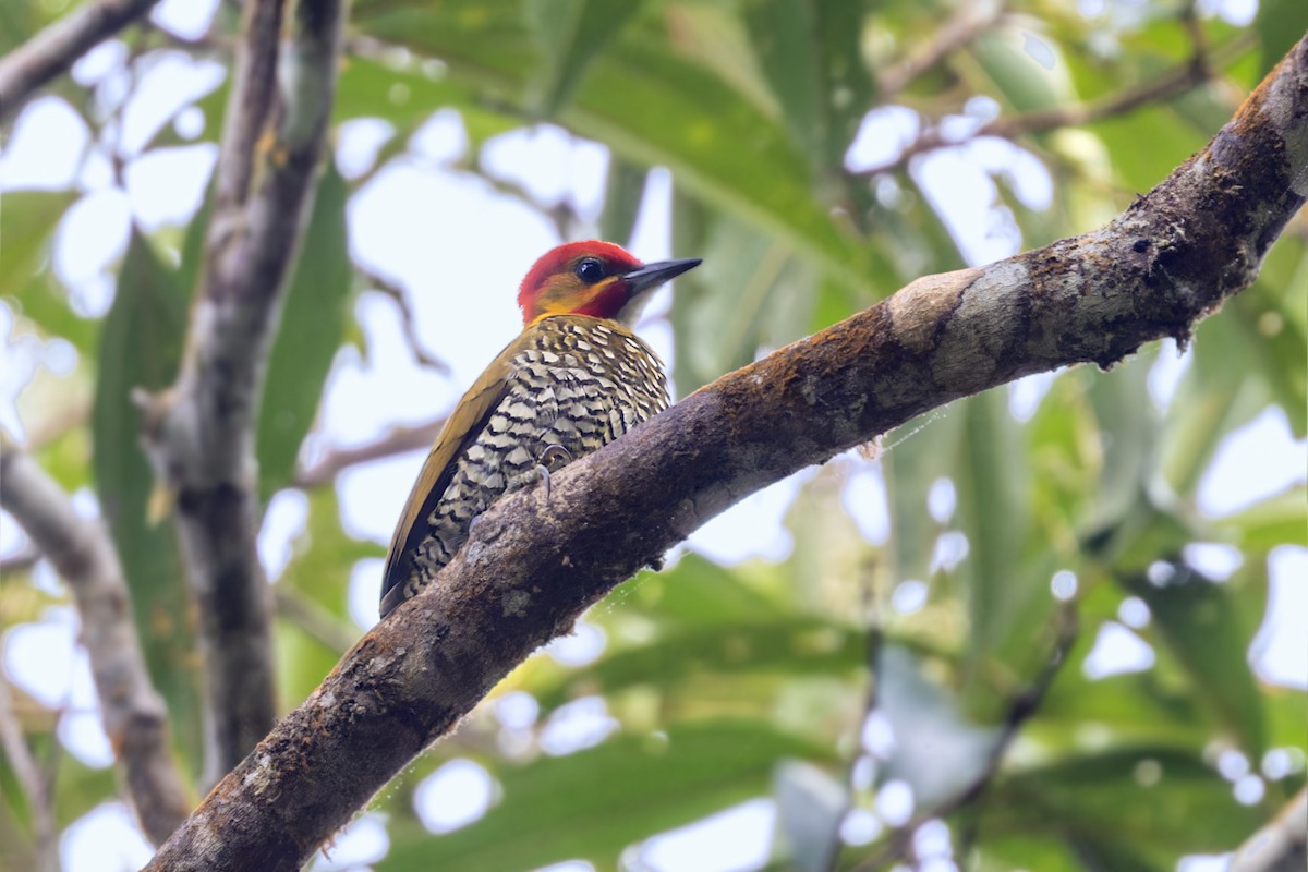 White-throated Woodpecker - ML622983448