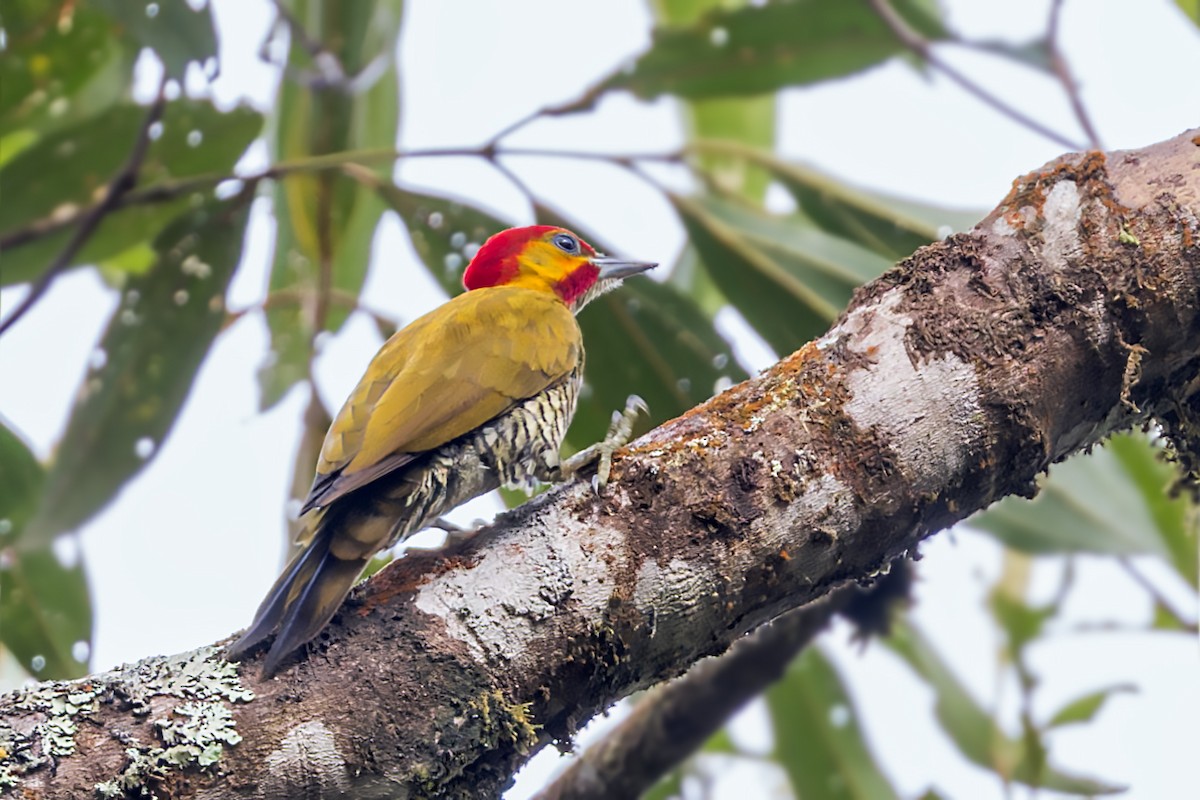 White-throated Woodpecker - ML622983449