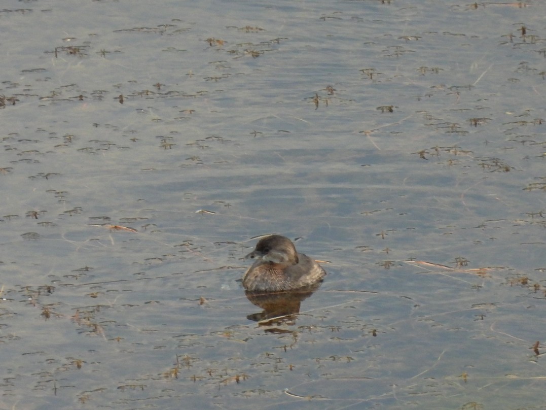 Pied-billed Grebe - Frédéric Bédard