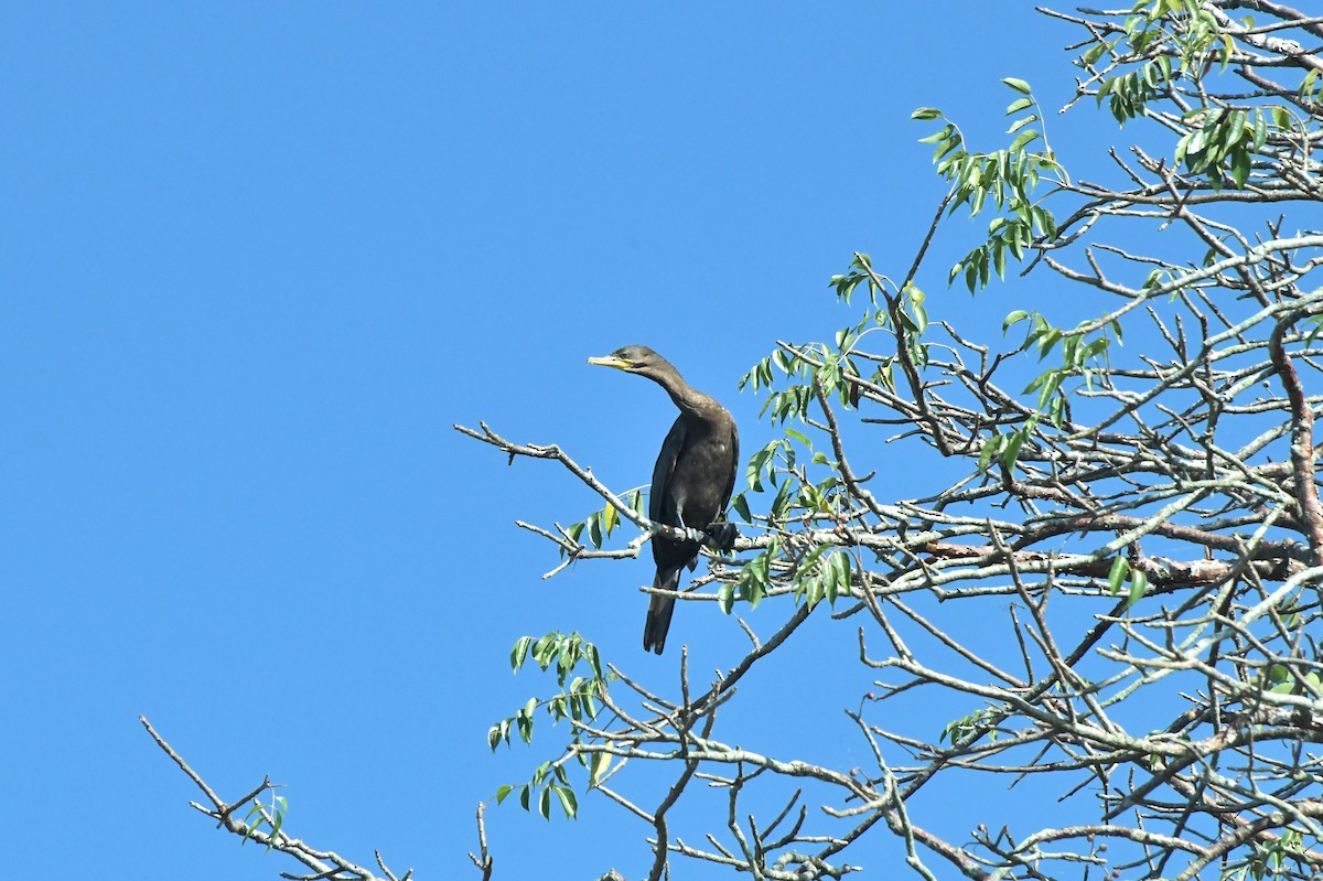 Neotropic Cormorant - Héctor Moncada