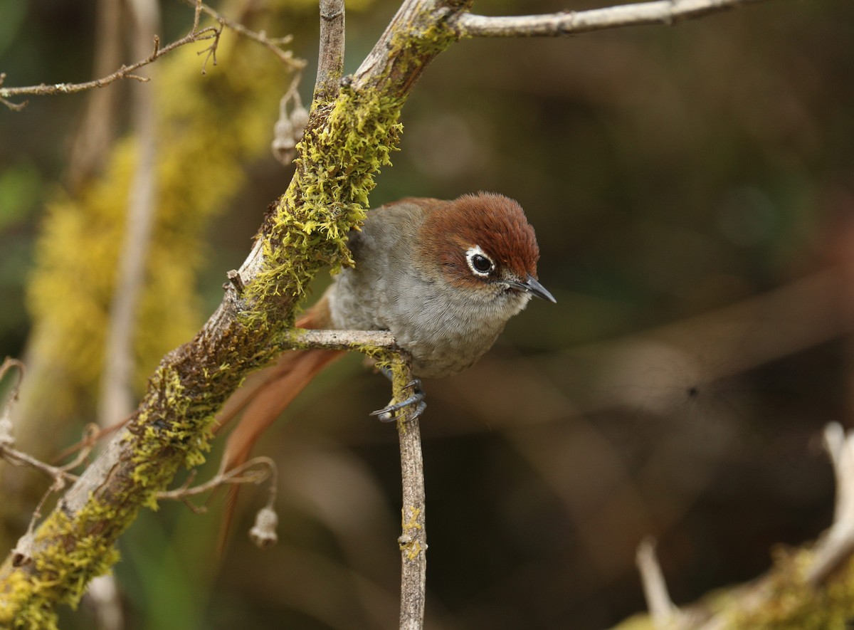 Eye-ringed Thistletail - ML622983475