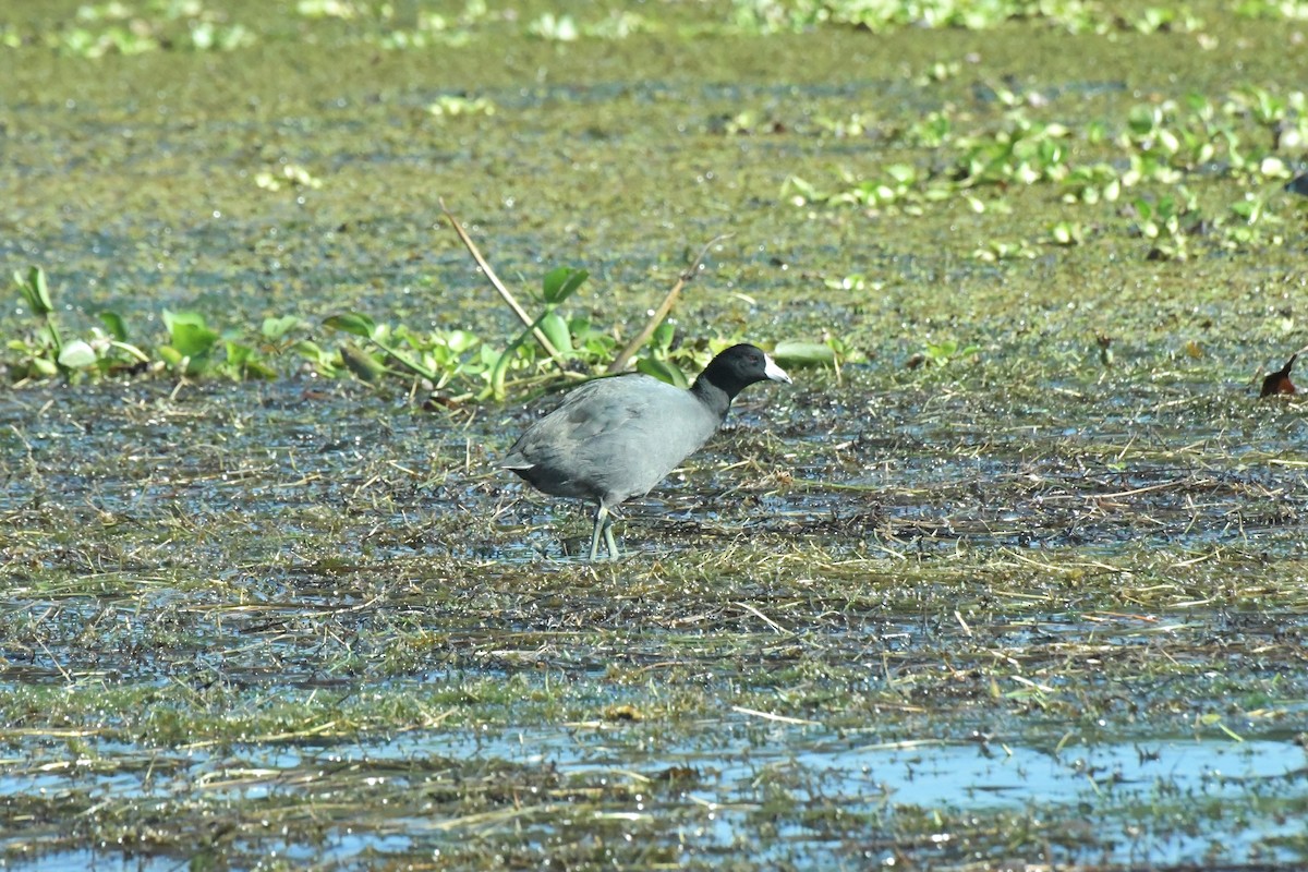 American Coot - ML622983479