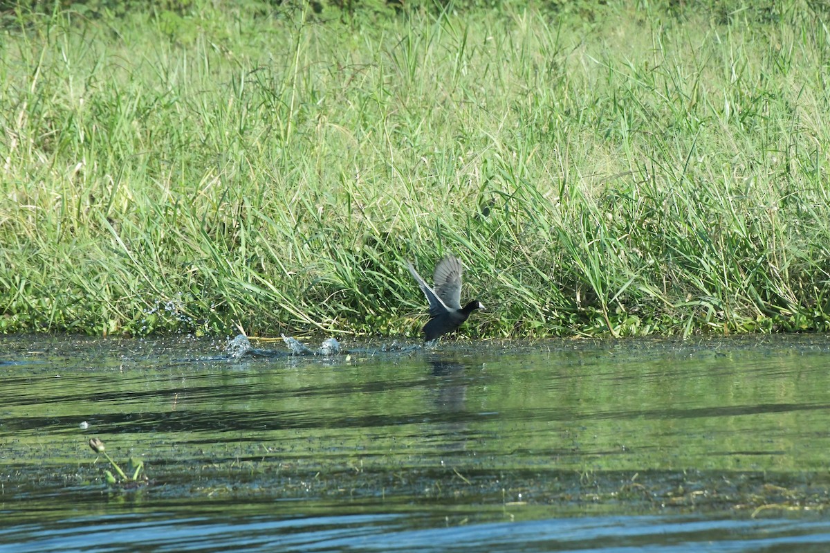 American Coot - ML622983487