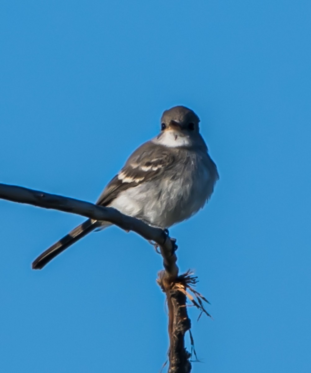 Gray Flycatcher - Craig Ensign