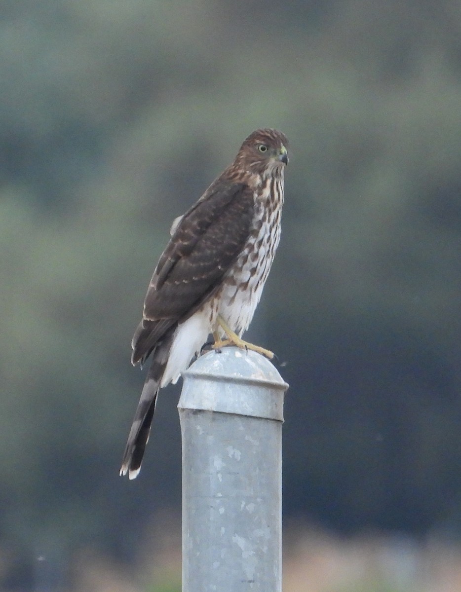 Cooper's Hawk - ML622983524