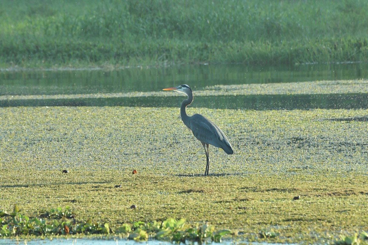 Great Blue Heron - ML622983529