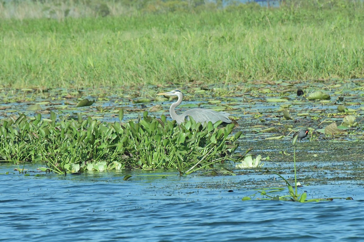 Great Blue Heron - ML622983533