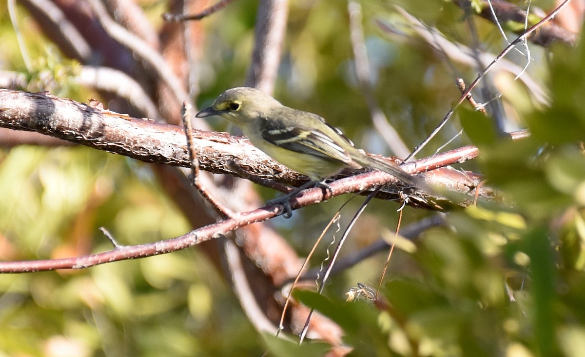 Vireo Piquigrueso - ML622983591