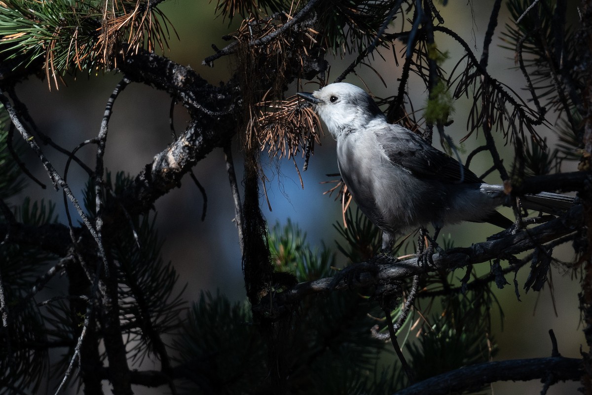 Canada Jay - ML622983607