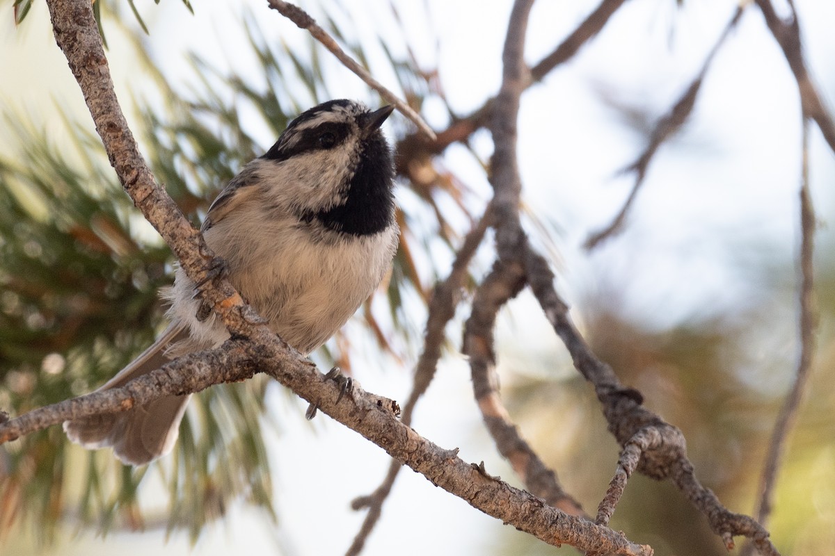 Mountain Chickadee - ML622983619